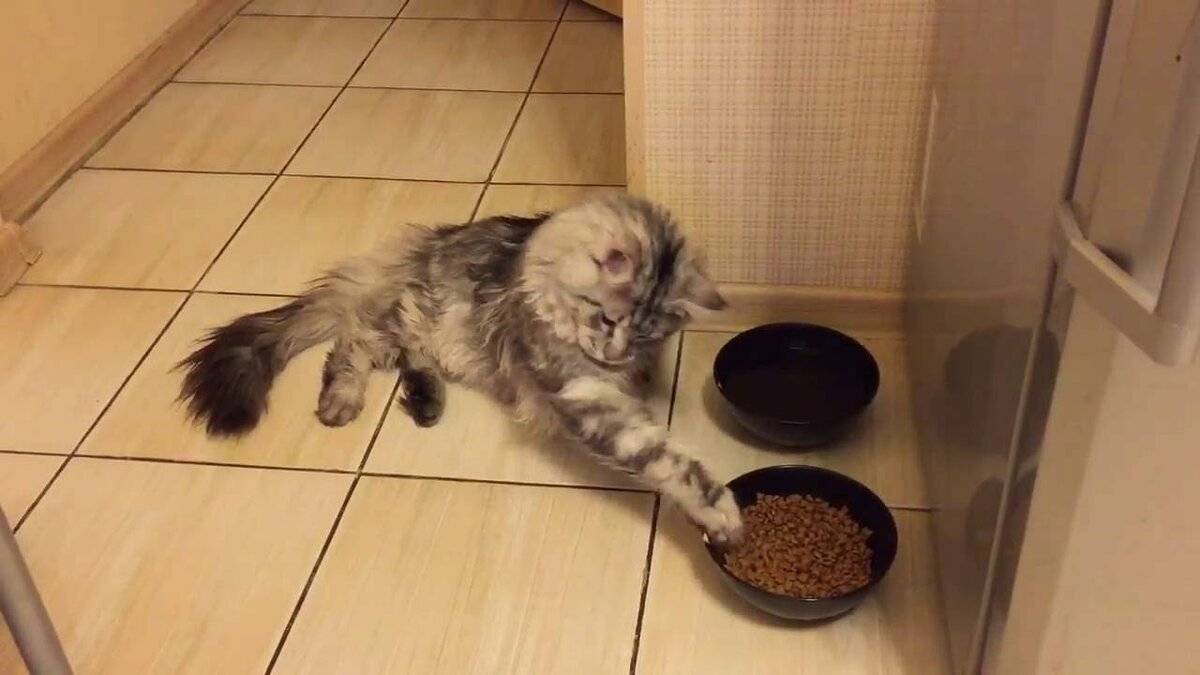 Чем кормить котенка мейн-куна