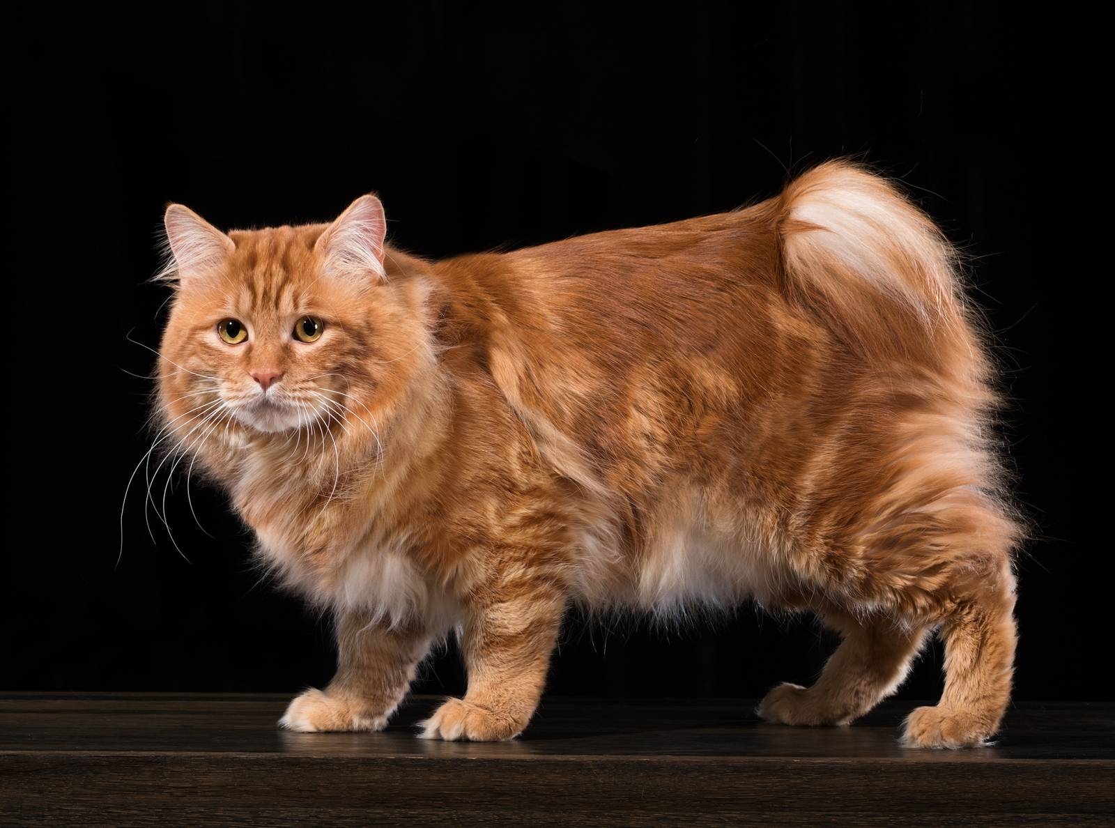 Курильский бобтейл длинношёрстный — описание породы кошек, характеристики, цена