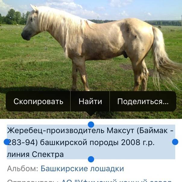 Самая дорогая в мире лошадь: к какой породе она принадлежит, фото и описание рекордсменов, их стоимость на аукционе