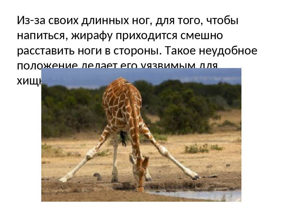 Жираф животное. образ жизни и среда обитания жирафа | животный мир