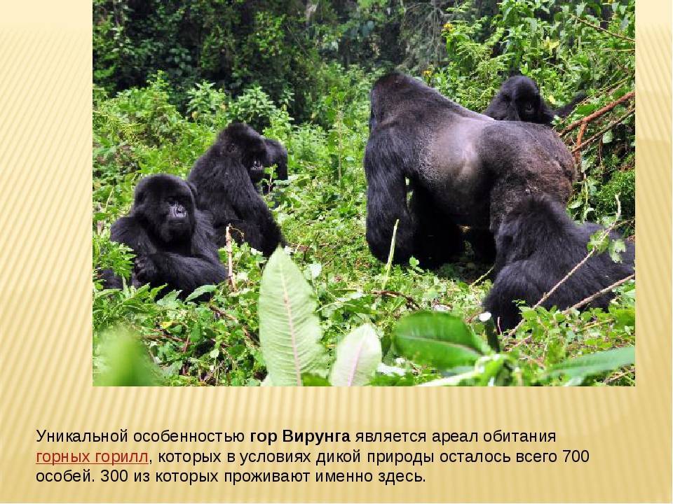 Горилла (gorilla): фото, виды, интересные факты