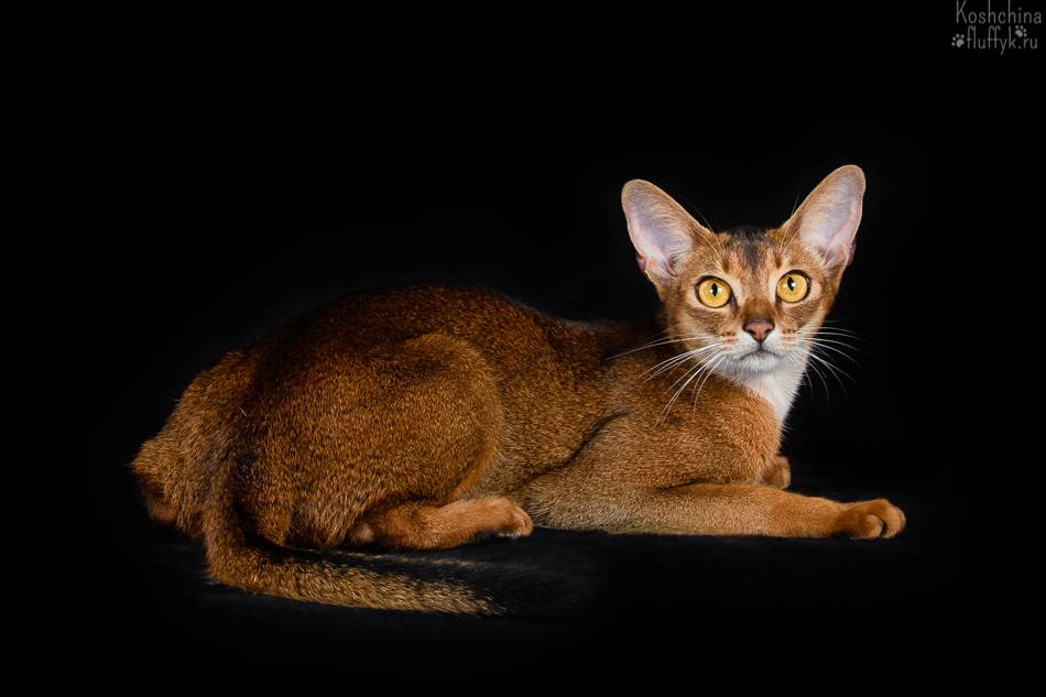 Абиссинская порода кошек - описание породы, характеристики, фото