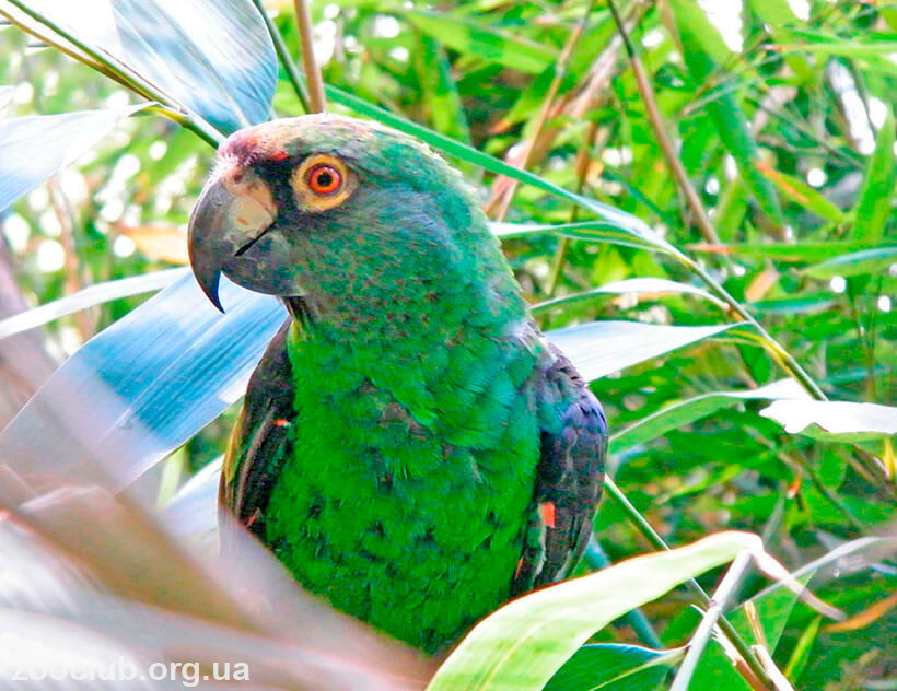 Конголезский длиннокрылый попугай: описание, фото, уход и содержание