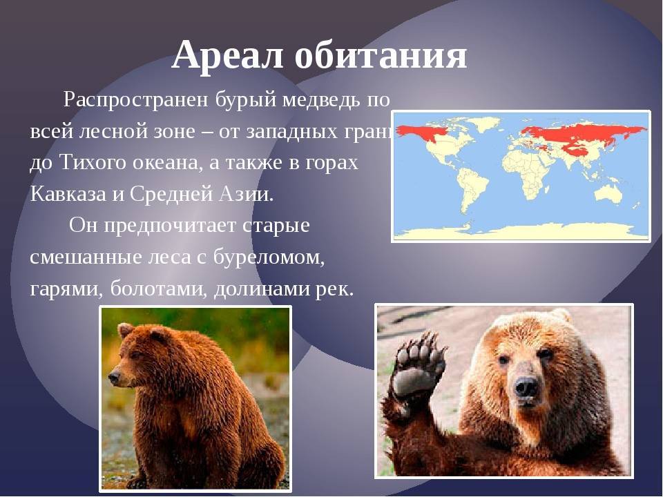 Бурый медведь - описание животного, где обитает, чем питается