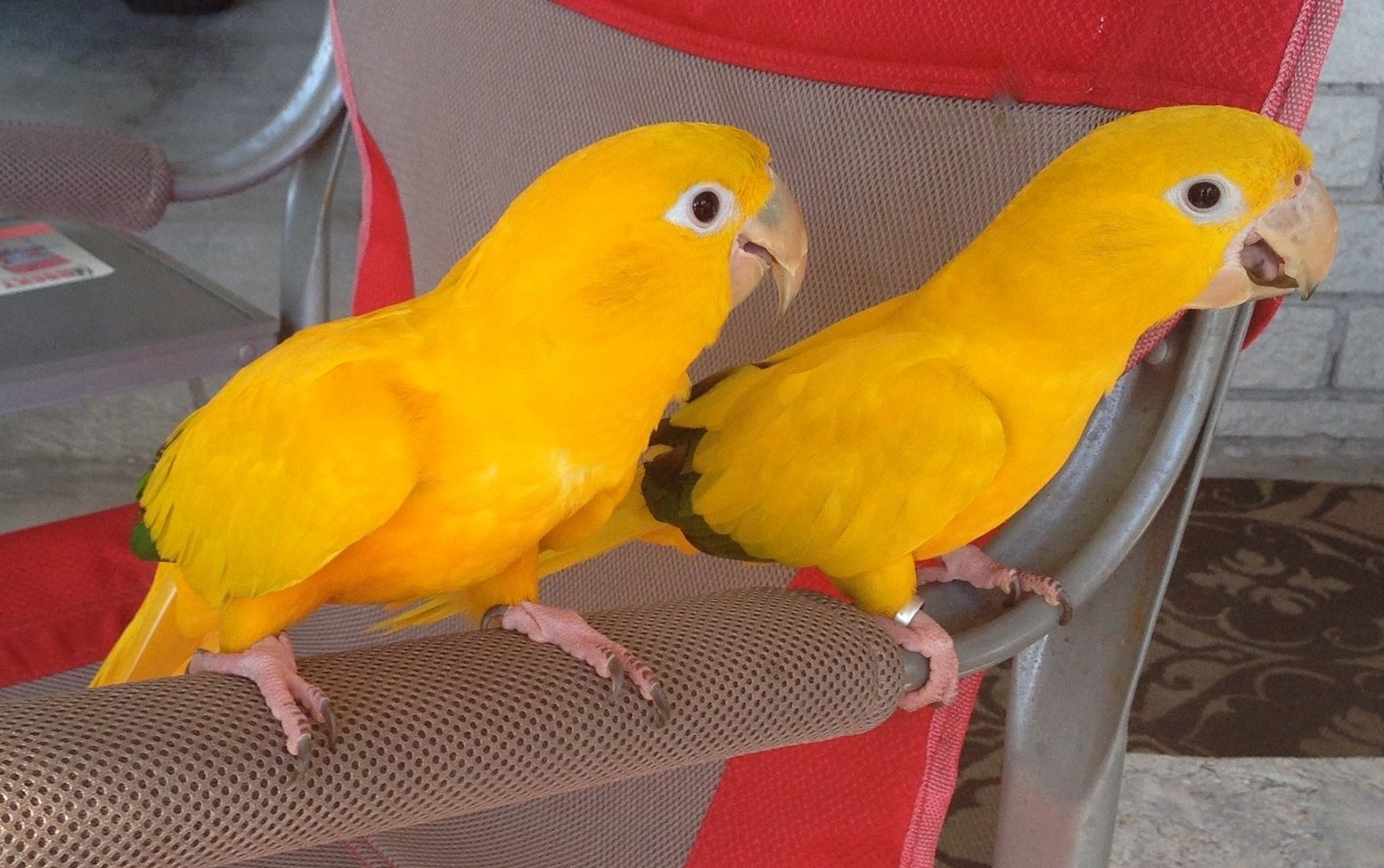 Попугаи аратинги (аrаtingа)