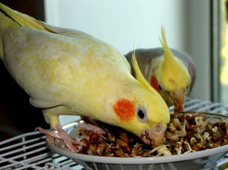 Попугаи кореллы: уход и содержание в домашних условиях :: syl.ru