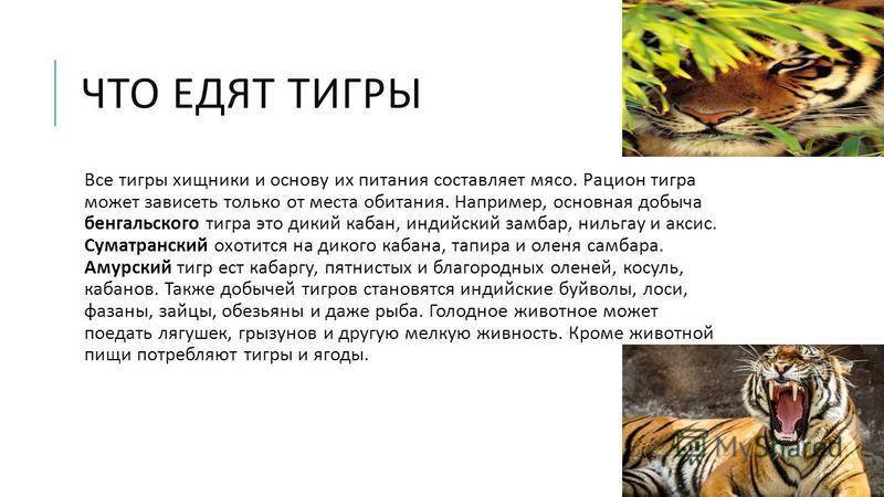 Амурский тигр: описание, чем питается, ареал, фото, видео