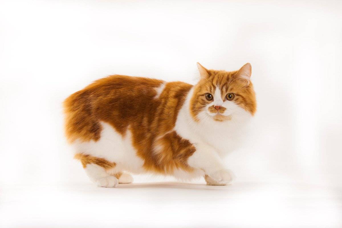 Кимрик (уэльская кошка): фото, описание породы, характер, здоровье и чем кормить | for-pet