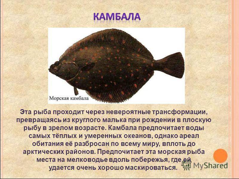 Рыба скумбрия