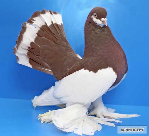 Статные голуби: описание и особенности основных разновидностей