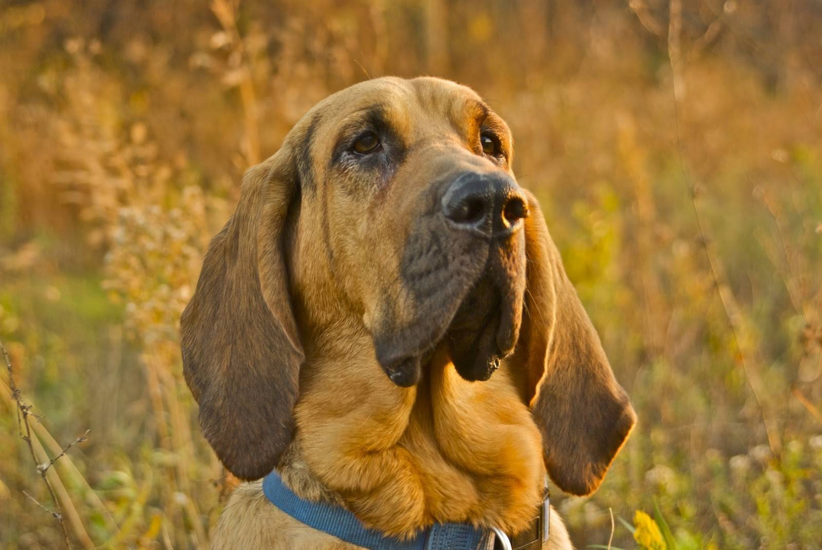 Бладхаунд – фото, описание породы, особенности, цена щенка