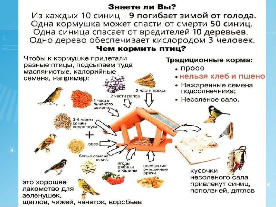 Продукты которыми можно кормить птиц зимой в кормушке, таблица | teneta news