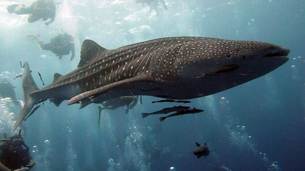 10 самых больших акул в мире (14 фото)