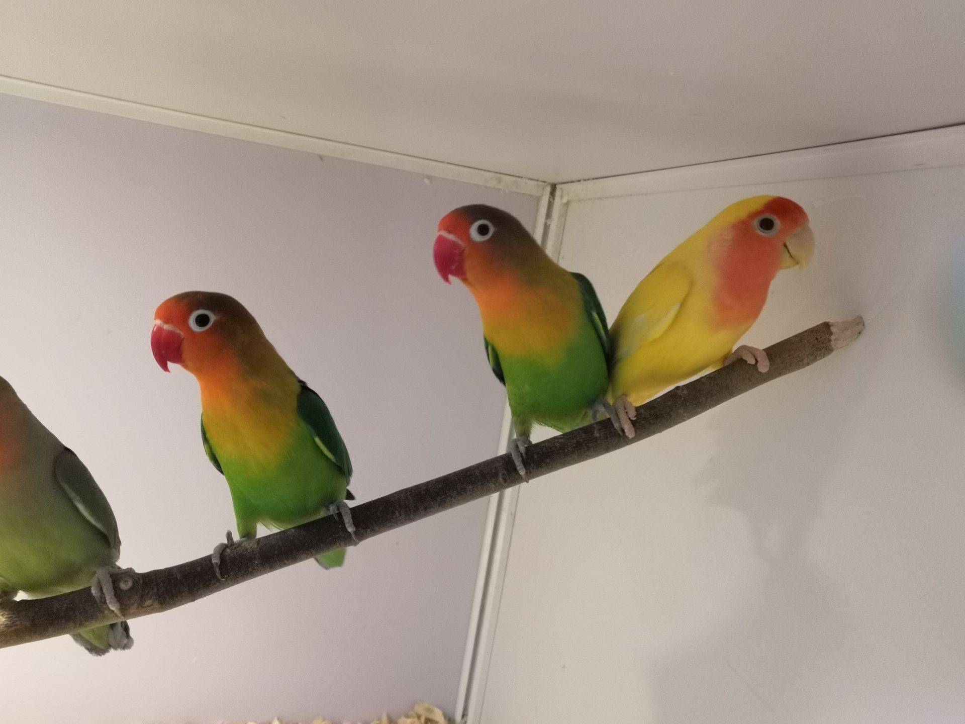 Разведение попугаев неразлучников в домашних условиях