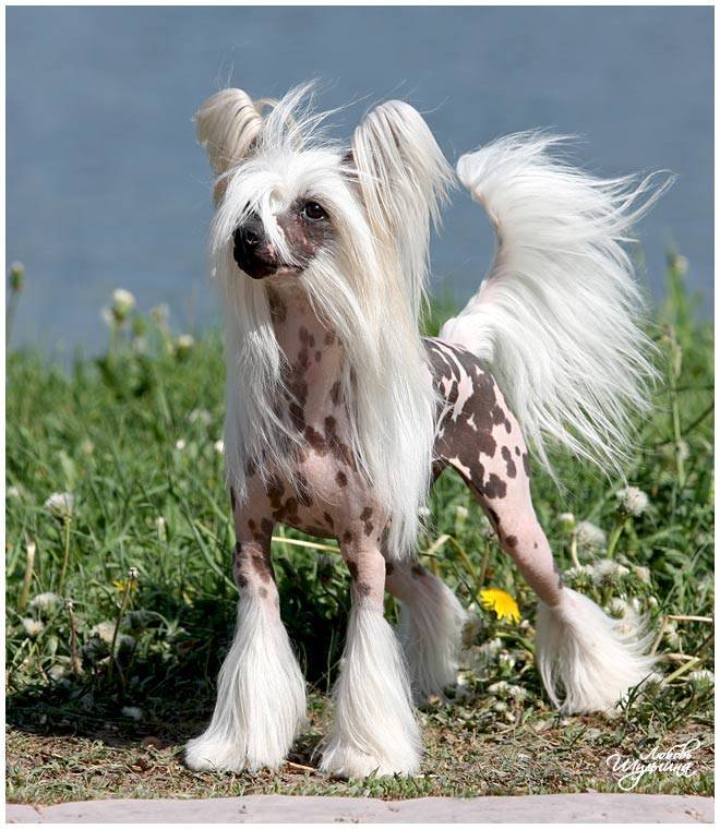 Китайская хохлатая собака: описание стандартов породы и содержания (45 фото). интересные факты о происхождению породы