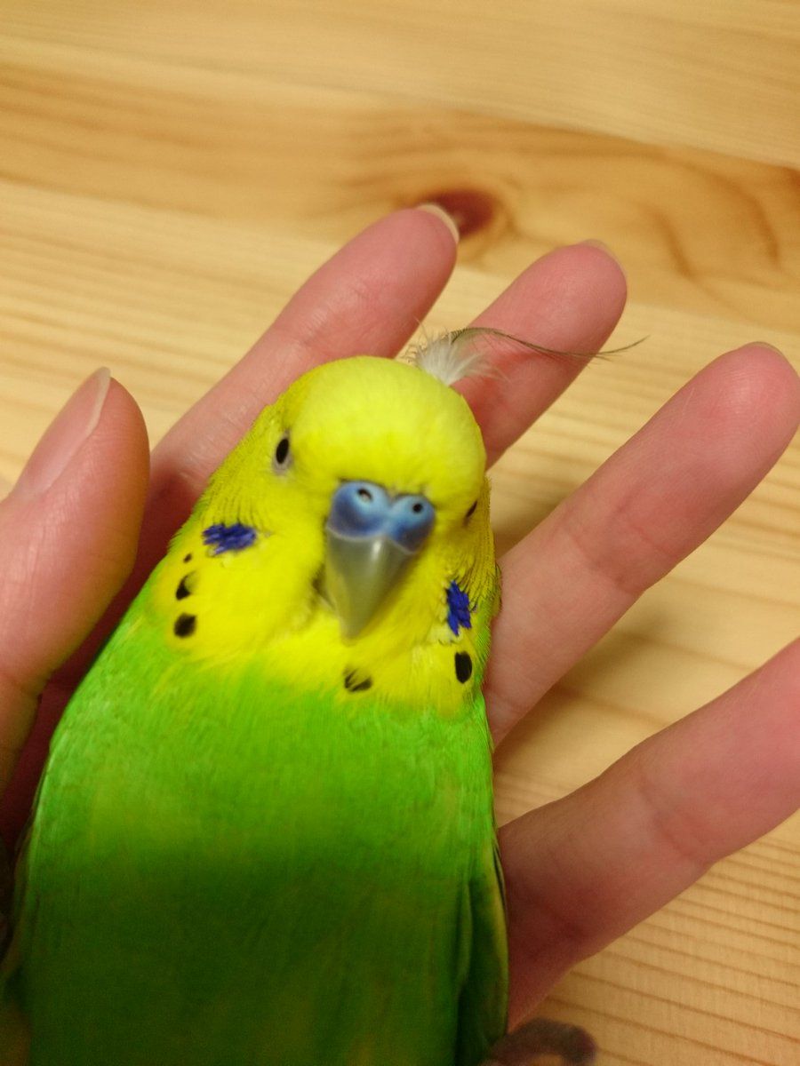 Приручение волнистых попугаев к рукам: тонкости и нюансы
