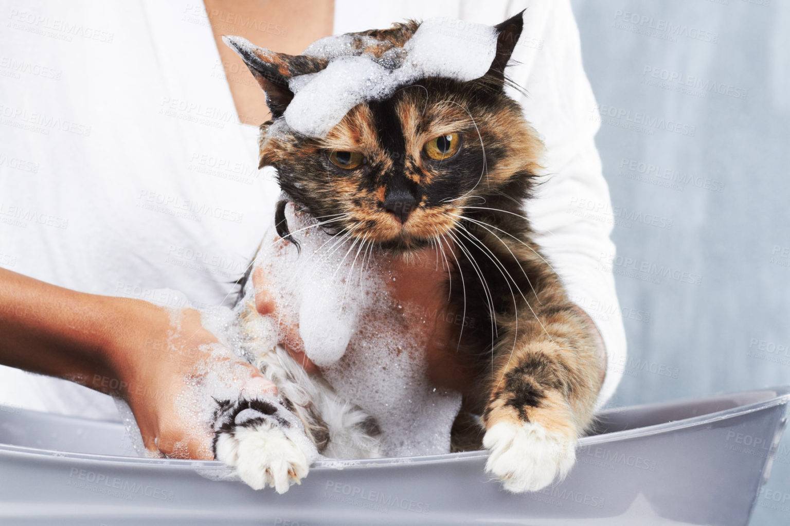 Как помыть кота без проблем: 80 фото и видео описание ухода за котами