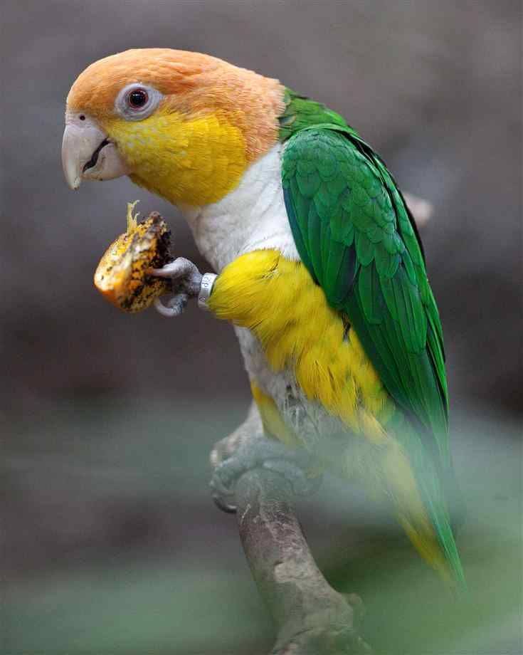 ? черноголовый попугай каик - описание, фото, уход и содержание
