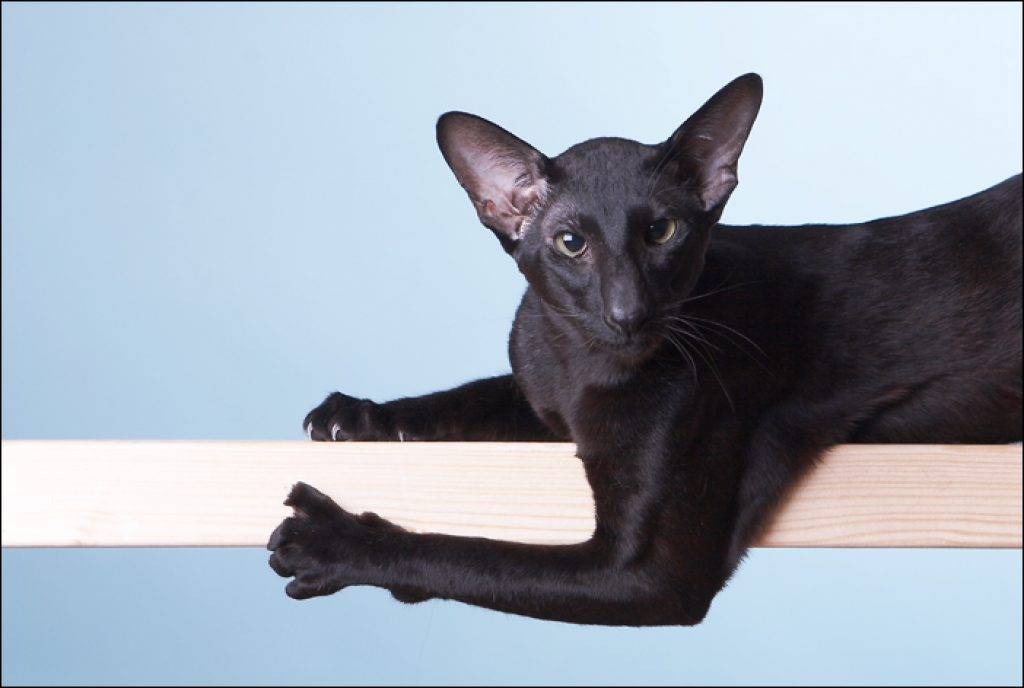 Ориентальная кошка — история породы, современные стандарты, характер, уход, питание + 83 фото