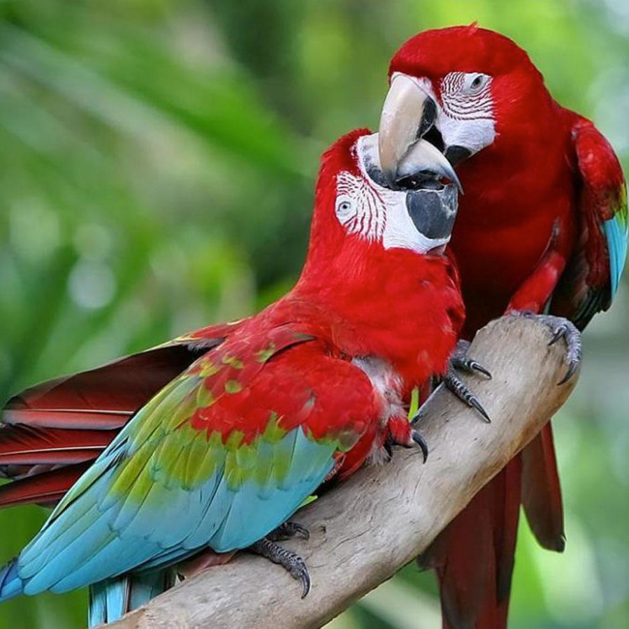 Сколько живет попугай ара в домашних условиях