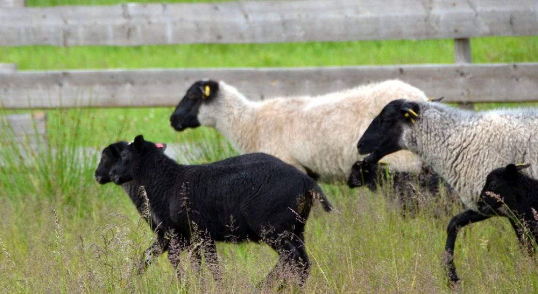 Романовские овцы - описание породы, содержание и разведение