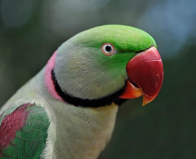 Александрийский попугай — характеристика вида