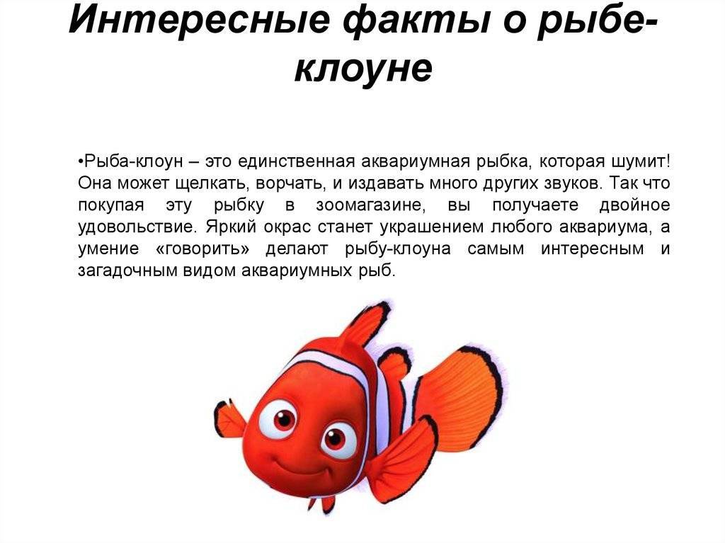 Беседа с детьми о рыбках. воспитателям детских садов, школьным учителям и педагогам - маам.ру