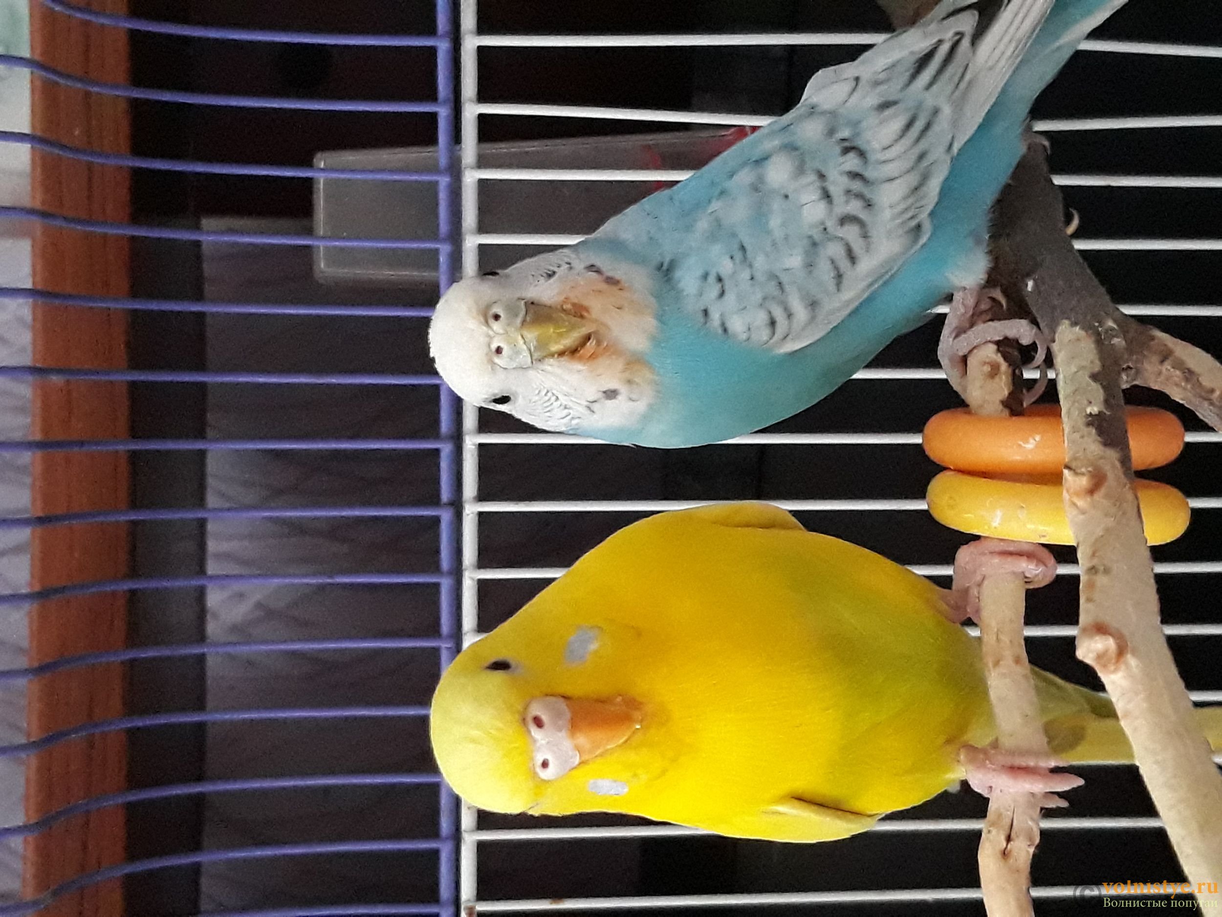 Голубой волнистый попугай и другие окрасы