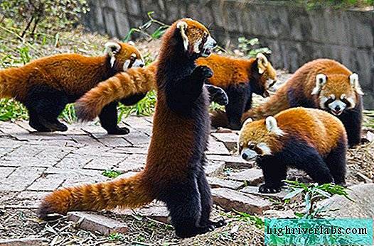 Красная панда. описание и образ жизни красной панды