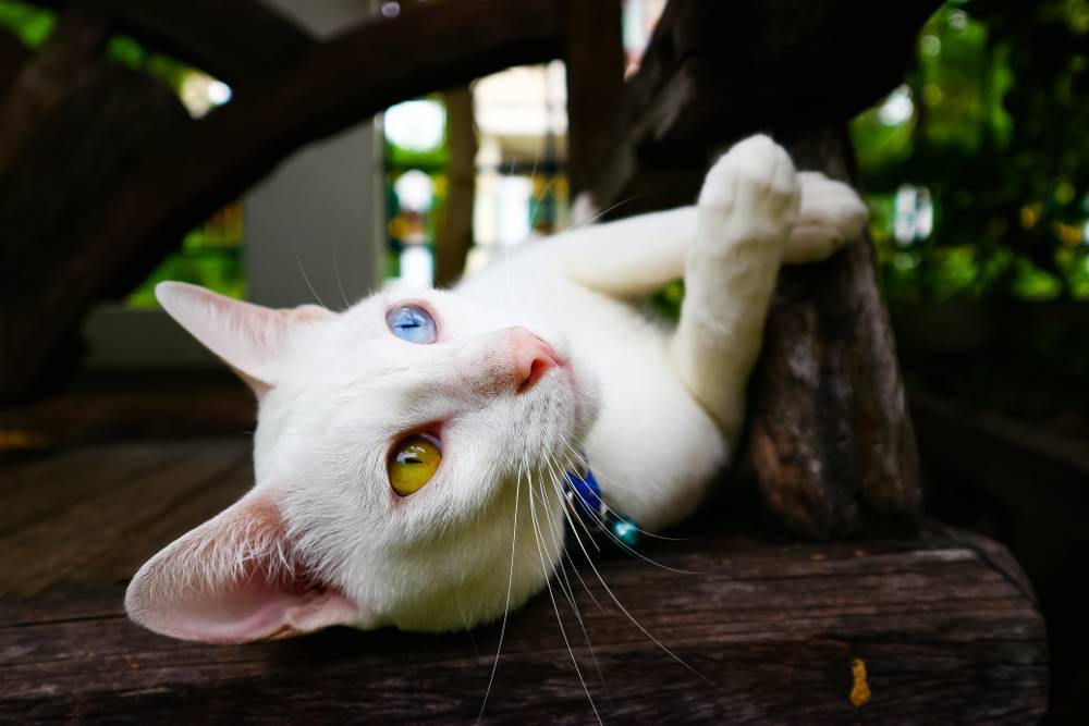 Кошка као мани: описание, характер, советы по содержанию и уходу, фото