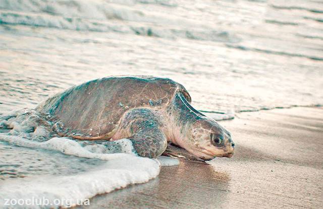 Морские черепахи, виды, размножение, как выглядят, фото - аква лого инжиниринг