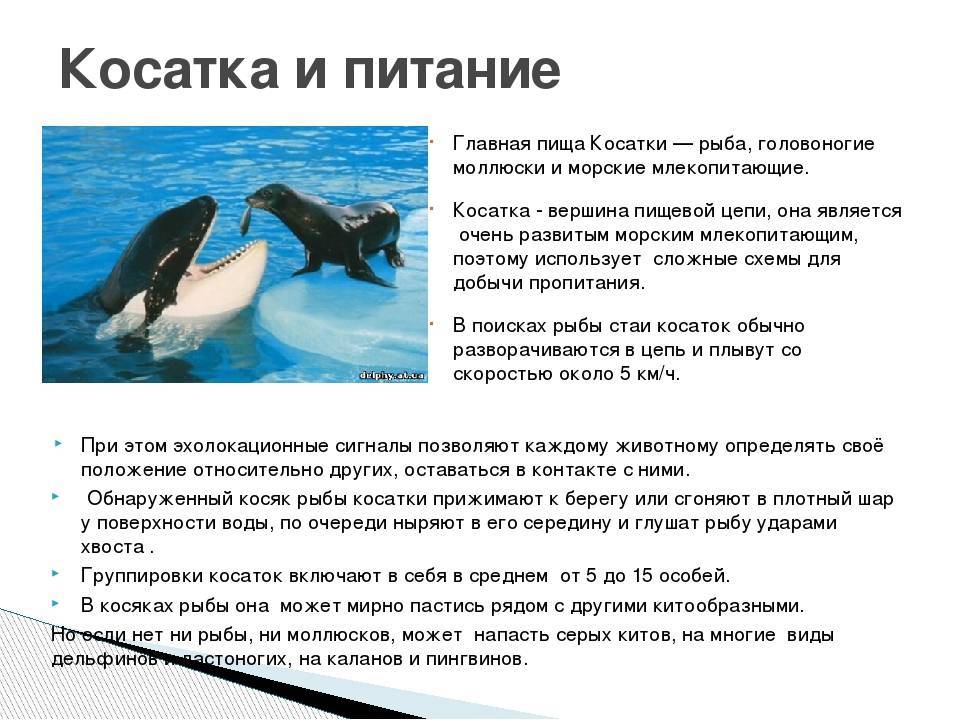 Косатка (orcinus orca): фото, интересные факты