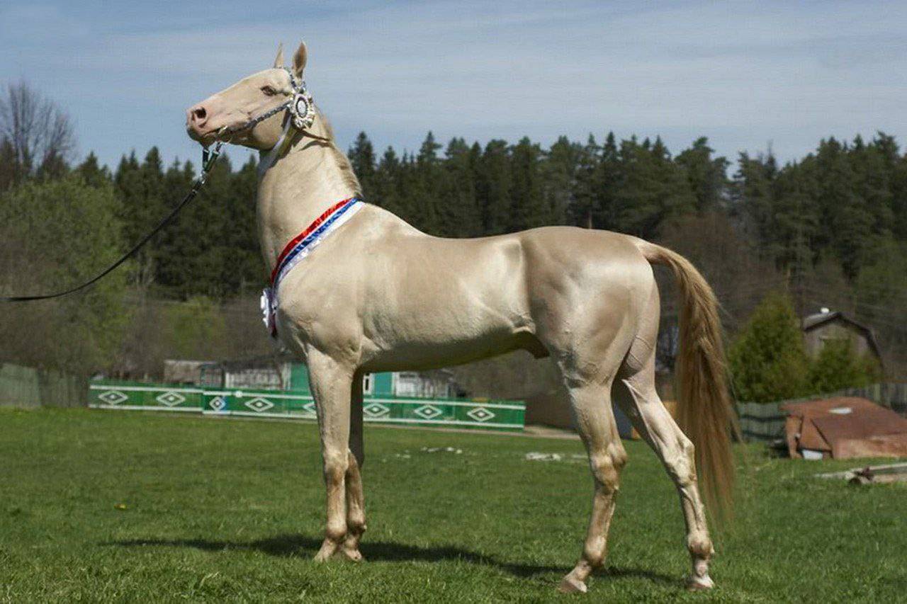 ᐉ ахалтекинская лошадь изабелловой масти: описание и фото, происхождение скакунов - zooon.ru