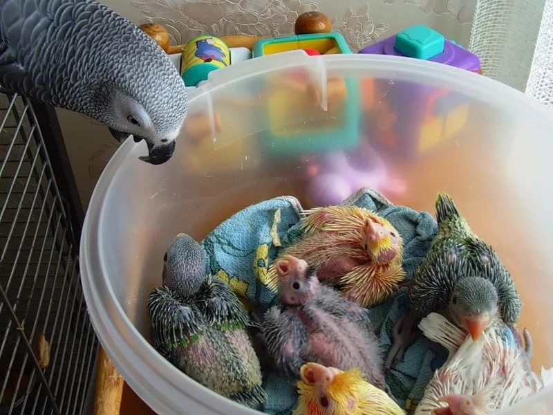 Вопросы разведения волнистых попугаев в домашних условиях
