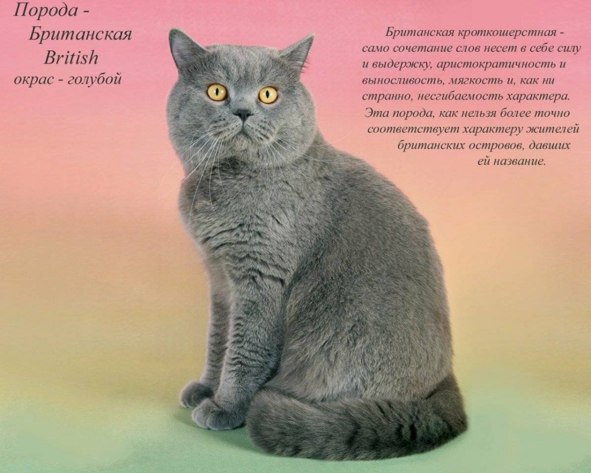 Британская короткошёрстная кошка - фото, окрасы, описание породы и характера