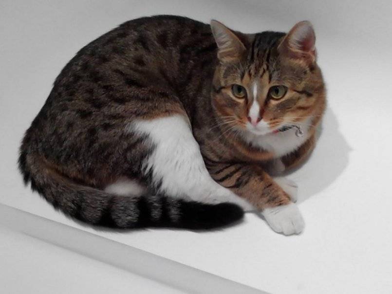 Корат — тайская домашняя кошка. описание породы, темперамент, питание и условия содержания редкой породы