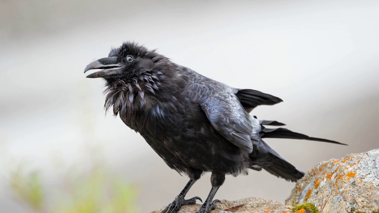 Можно ли сделать ворона ручным: что едят, содержание в домашних условиях