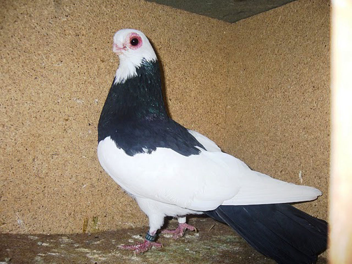 Общая характеристика голубей породы турман