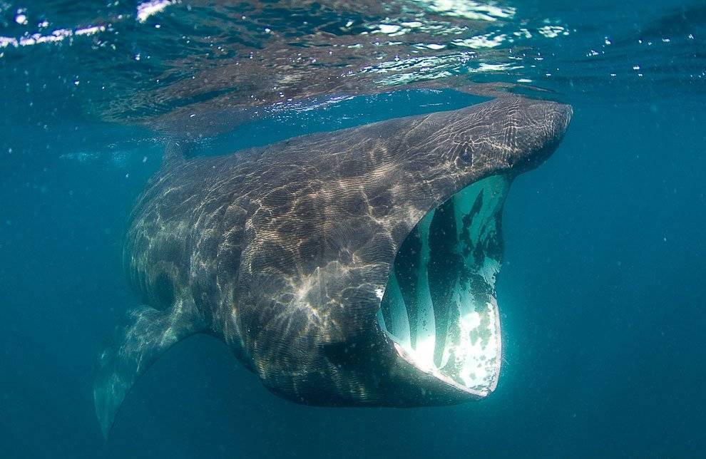 Самая большая акула в мире, какие её размеры