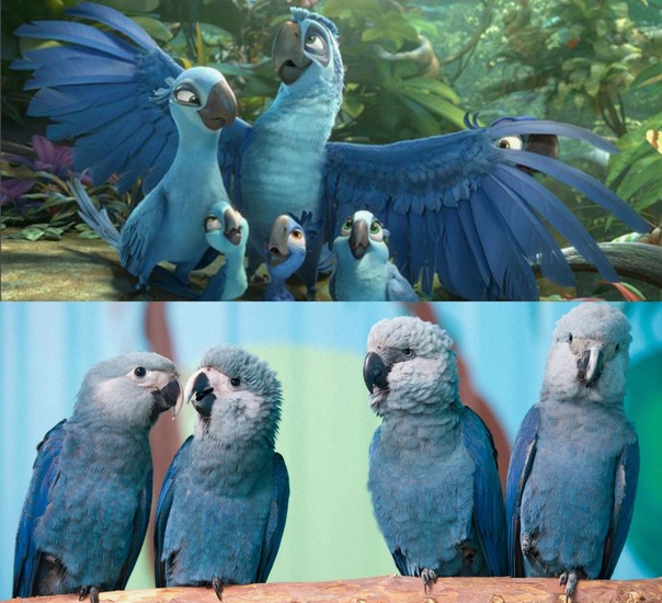 ᐉ голубой ара: описание и характеристика попугая, ареал обитания - kcc-zoo.ru