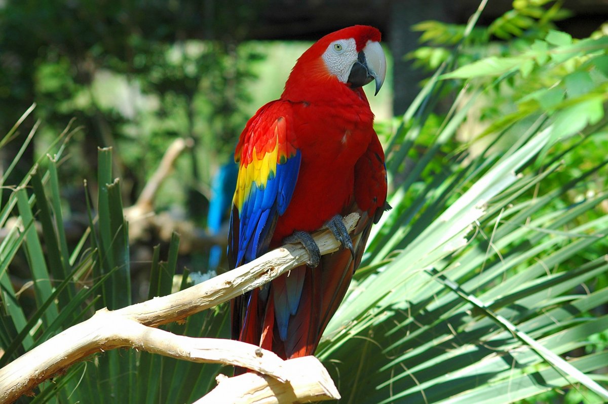 Красный ара “Макао”