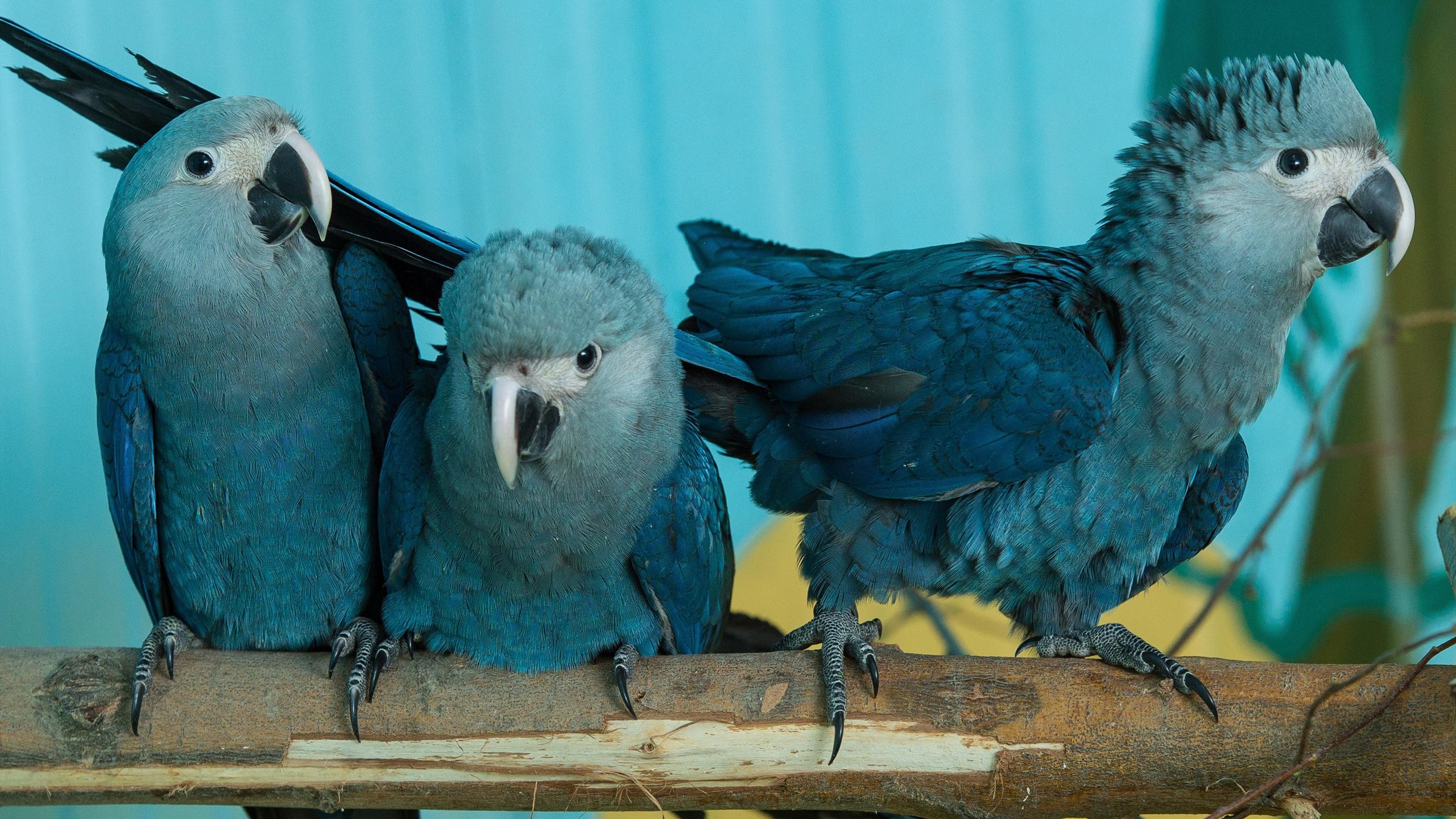 Очень яркие и впечатляющие – экзотические попугаи ара |