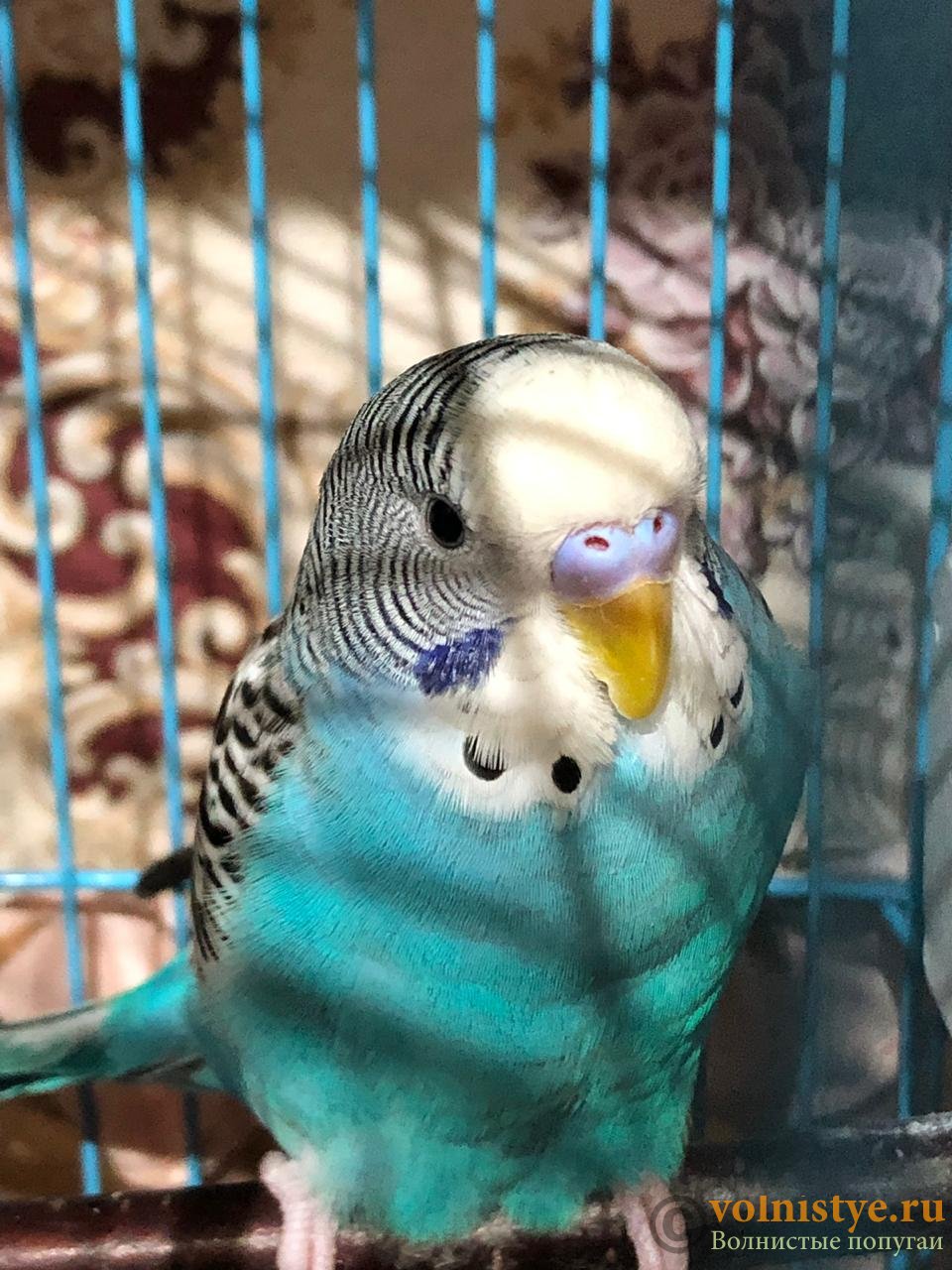 Почему чихает попугай? | болезни попугаев
почему попугай может чихать? | болезни попугаев