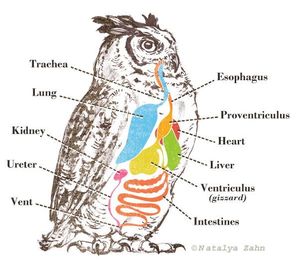 Строение попугая - анатомия попугая | «говорящий попугай»