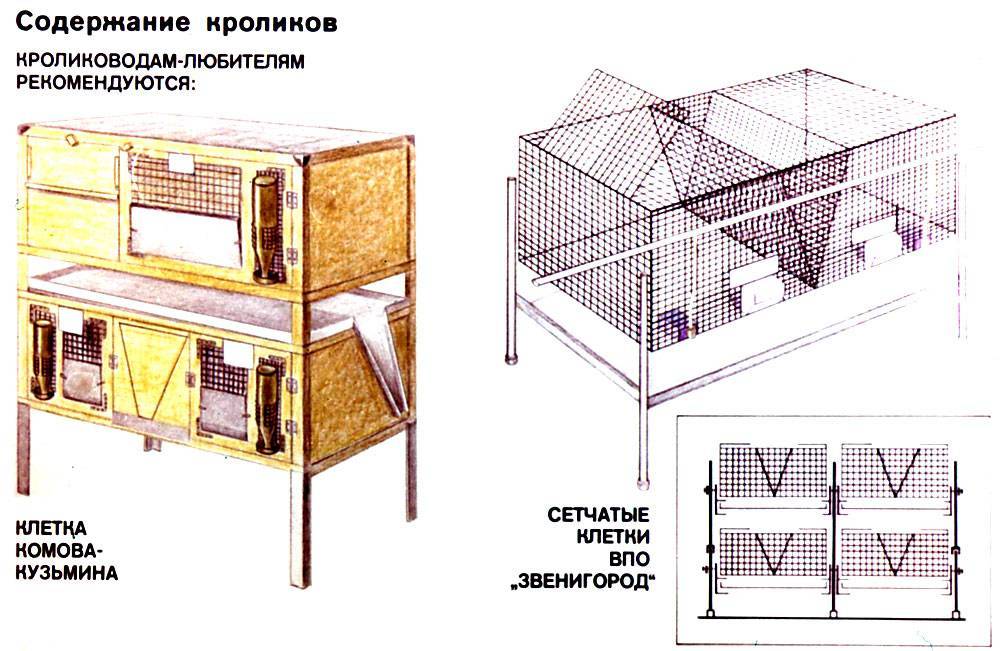 Разведение кроликов в домашних условиях для начинающих — finfex.ru