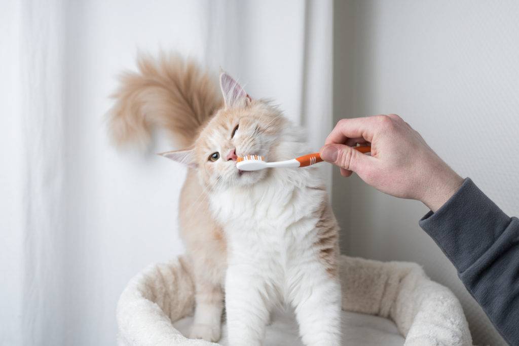 Чистят ли котам зубы? можно и нужно ли чистить зубы кошкам? как чистить зубы коту и как чистить зубы котенку. уход за зубами и чистка зубов у кошек.