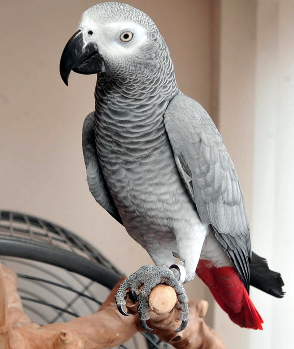 Лучшие виды и породы говорящих попугаев