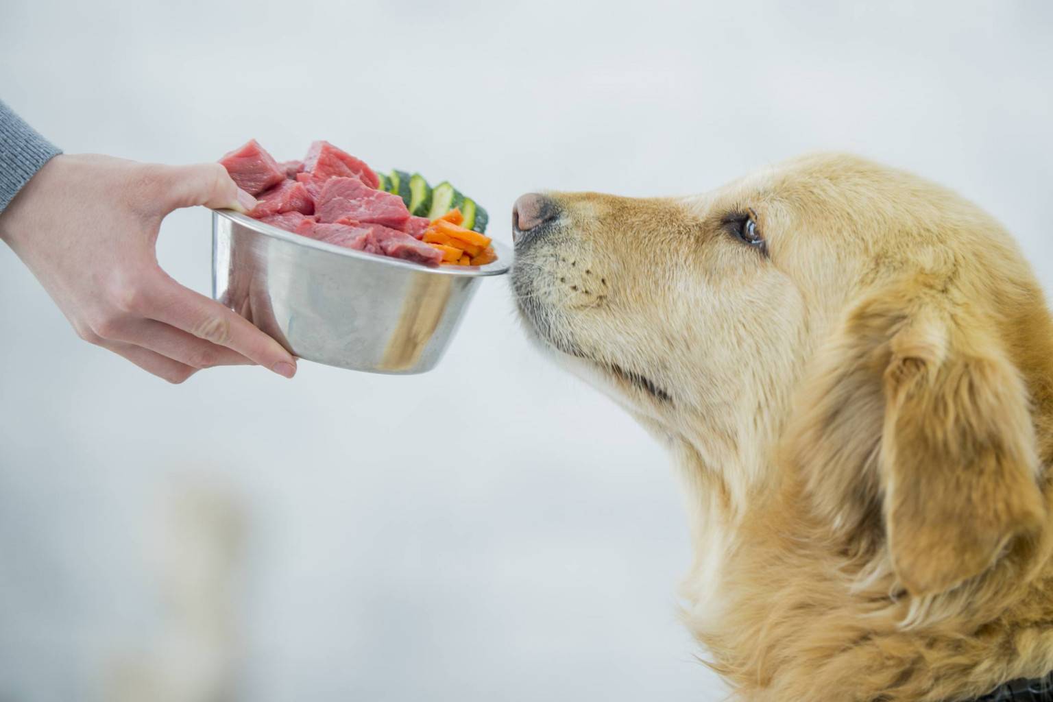 5 лучших овощей, которые дают собакам