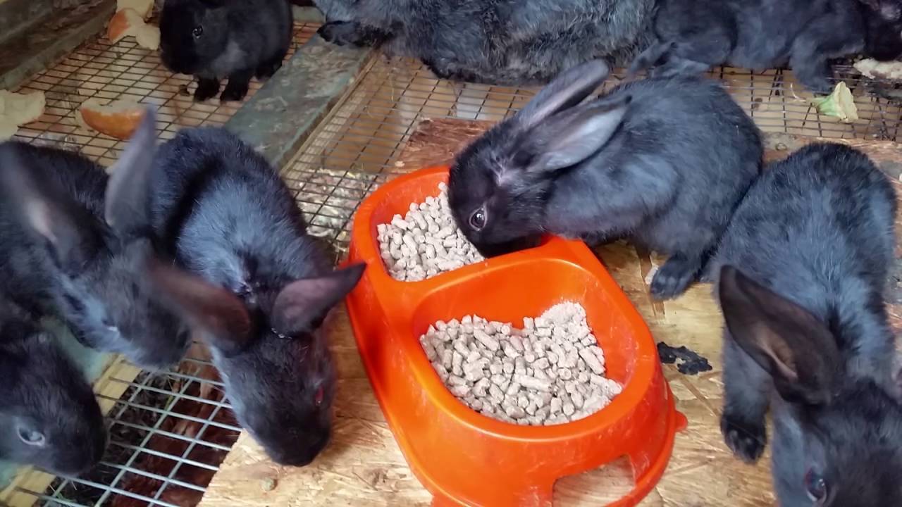 Понос у кроликов - причины и лечение