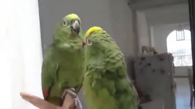 Певчий попугай: содержание в домашних условиях, отзывы, фото